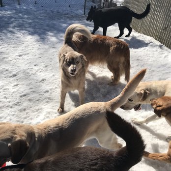 Woodlawn Pet Resort - A fun day a Daycare - Pet Sitting Near Me - Warner, New Hampshire Woodlawn Pet Resort - A fun day a Daycare - Pet Sitting Near Me - Warner, New Hampshire