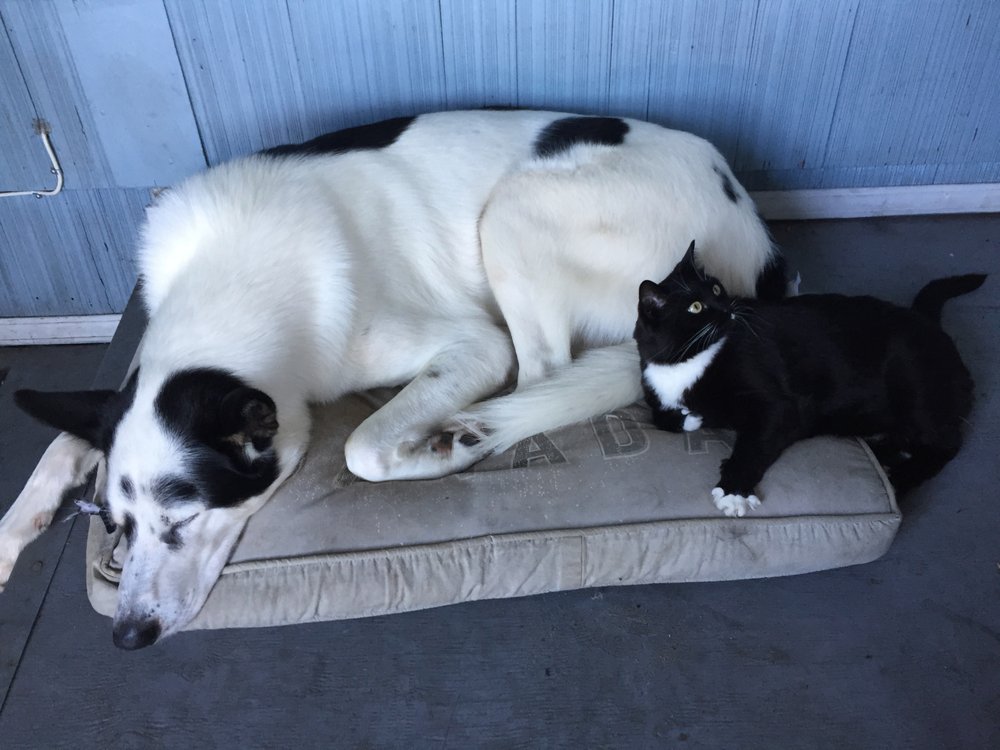 canine solutions training services