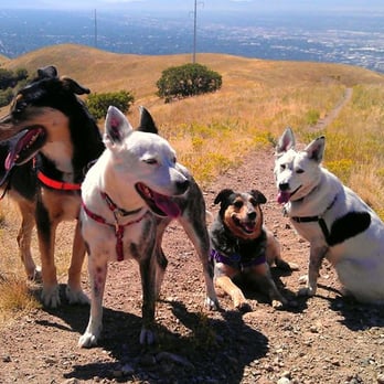 Dirt Runner Dogs - Dog Walkers Near Me - Salt Lake City, Utah Dirt Runner Dogs - Dog Walkers Near Me - Salt Lake City, Utah