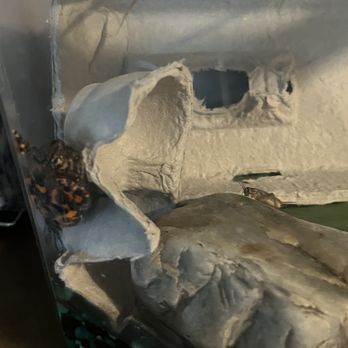 PetSmart Grooming - Fire Belly Toad & crickets - Pet Stores Near Me - West Babylon, New York