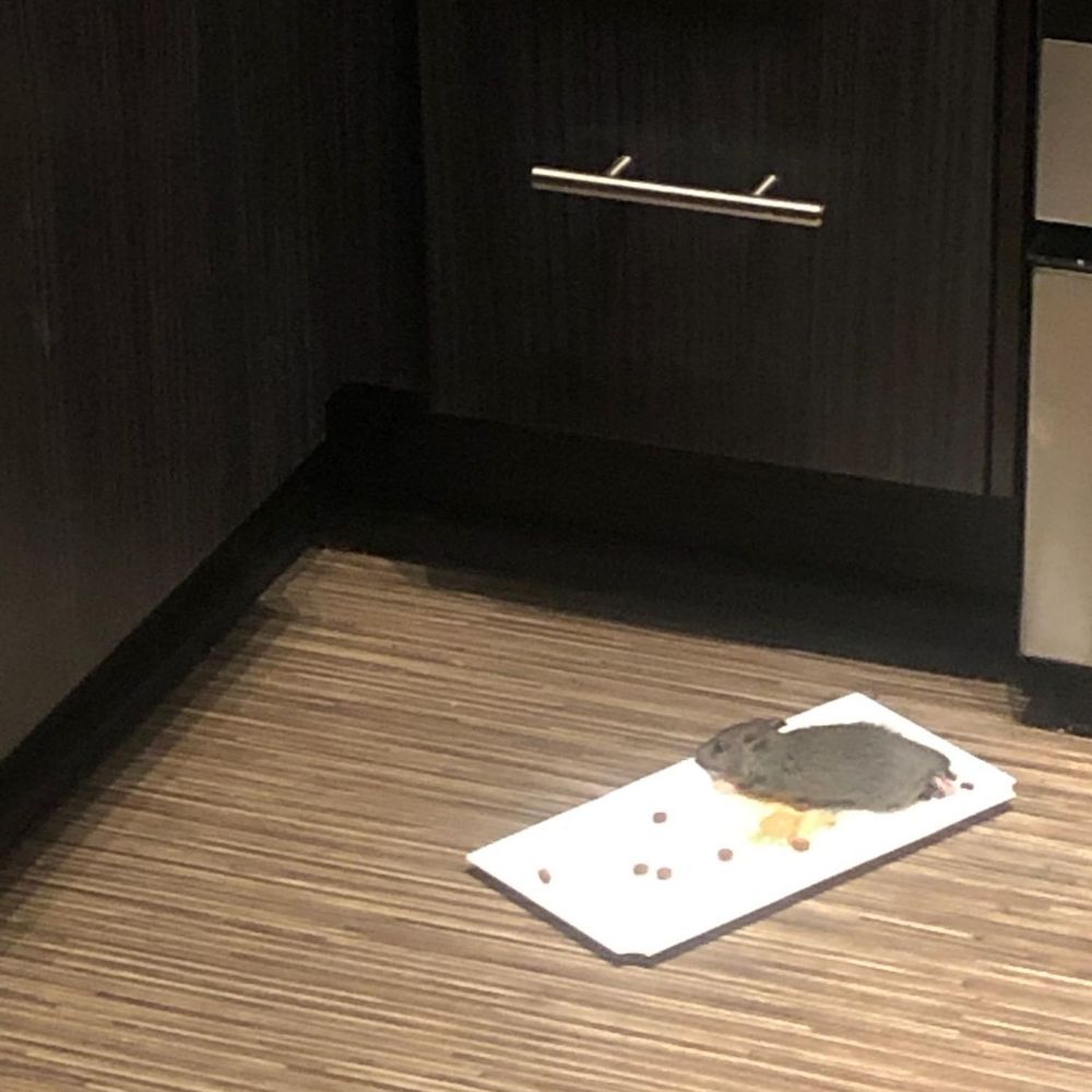 Rat in kitchen stuck to trap Rat in kitchen stuck to trap