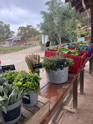 Coastal Roots Farm by null