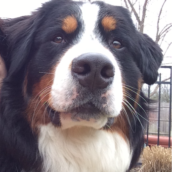 Bark Ave Dog Walkers - Thanks to Dillon, Brian and the Bark Ave Team! We'll miss you!! - Dog Walkers Near Me - New York, New York Bark Ave Dog Walkers - Thanks to Dillon, Brian and the Bark Ave Team! We'll miss you!! - Dog Walkers Near Me - New York, New York