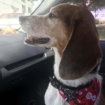 Petco - Pet Stores Near Me - Miami, Florida