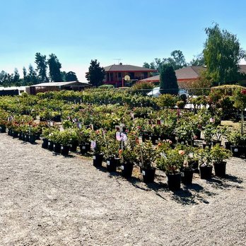 Cherry Valley Nursery & Landscape Supply - The roses seem to go on for miles! - Nurseries & Gardening Near Me - Cherry Valley, California Cherry Valley Nursery & Landscape Supply - The roses seem to go on for miles! - Nurseries & Gardening Near Me - Cherry Valley, California