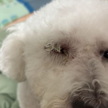 Woori Pet - Can't open his eyes even after 16 hours have passed - Pet Groomers Near Me - Los Angeles, California