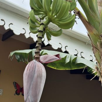 Mary’s Boon Beach Hotel & Spa - A banana tree on this property at the hotel - Vacation Rentals Near Me - Sagle, Idaho Mary’s Boon Beach Hotel & Spa - A banana tree on this property at the hotel - Vacation Rentals Near Me - Sagle, Idaho