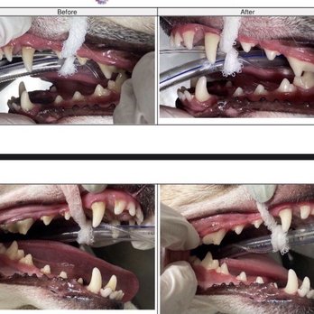 Old Bridge Veterinary Hospital - Teeth Cleaning Procedure - Pet Groomers Near Me - Woodbridge, Virginia Old Bridge Veterinary Hospital - Teeth Cleaning Procedure - Pet Groomers Near Me - Woodbridge, Virginia