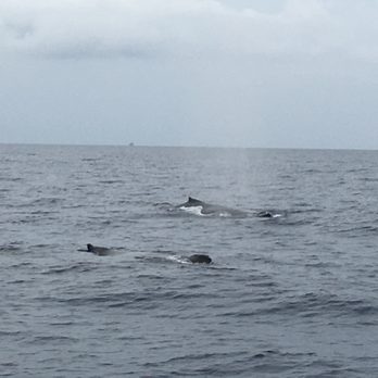 Teralani Sailing Adventures - We saw so many whales, so close up! We put the camera away for a while to just enjoy the whales! - Boating Near Me - Lahaina, Hawaii Teralani Sailing Adventures - We saw so many whales, so close up! We put the camera away for a while to just enjoy the whales! - Boating Near Me - Lahaina, Hawaii