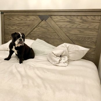 Southwest Movers - My pups loves the new place - Movers Near Me - Round Rock, Texas Southwest Movers - My pups loves the new place - Movers Near Me - Round Rock, Texas