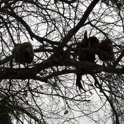 Chickens in a tree ‍