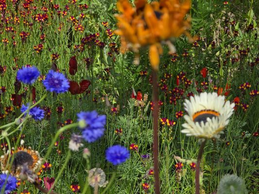 Royal Botanic Garden Edinburgh by null