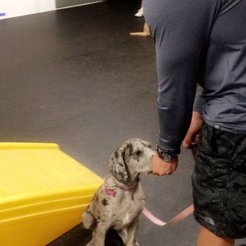Learning Pawsibilities - Olive in puppy kindergarten - Pet Training Near Me - Phoenix, Arizona