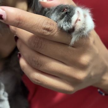 The Dog Zone - Pet Groomers Near Me - Monrovia, California