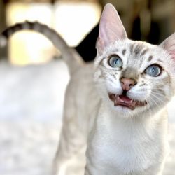 My Exotic Cats - Myexoticcats Seal Lynx Point Spotted Bengal