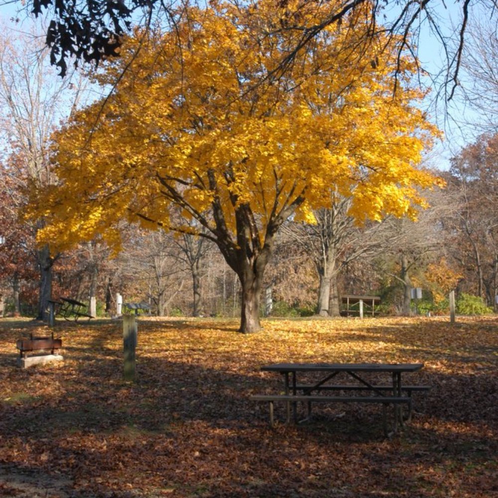 Rock Cut State Park - Campground Maple (Fall) - Parks Near Me - Loves Park, Illinois Rock Cut State Park - Campground Maple (Fall) - Parks Near Me - Loves Park, Illinois