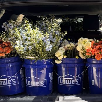 Camflor - 8 buckets filled with delphinium, dahlias and other flowers - Florists Near Me - Watsonville, California Camflor - 8 buckets filled with delphinium, dahlias and other flowers - Florists Near Me - Watsonville, California