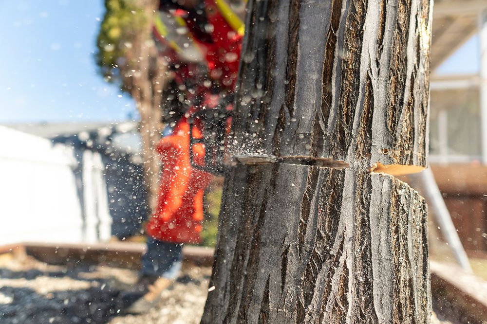 TOP NOTCH TREE SERVICE Updated September 2024 957 New Haven Dr