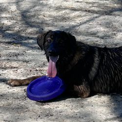 City Of Katy Dog Park - Teddy