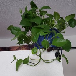 Beautiful pothos plant