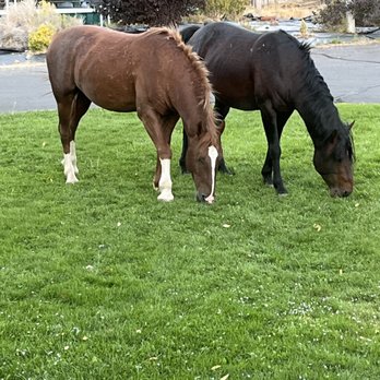 Tegrity Lawn Care - Lawn Services Near Me - Reno, Nevada Tegrity Lawn Care - Lawn Services Near Me - Reno, Nevada