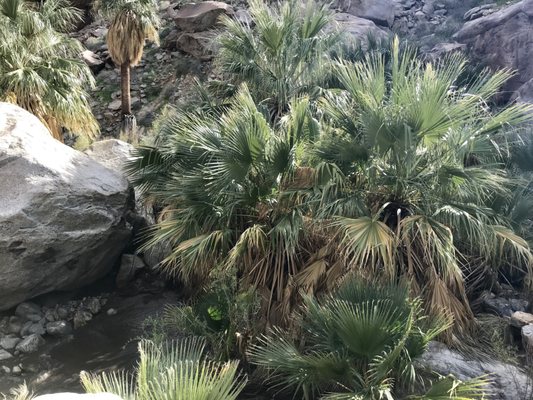 Borrego Palm Canyon Nature Trail by null