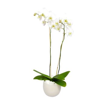 Plants Y'all - Floral Designers Near Me