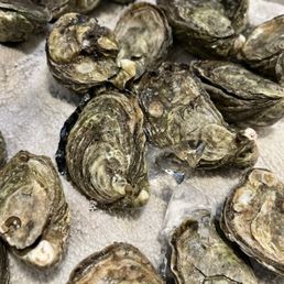Oysters
