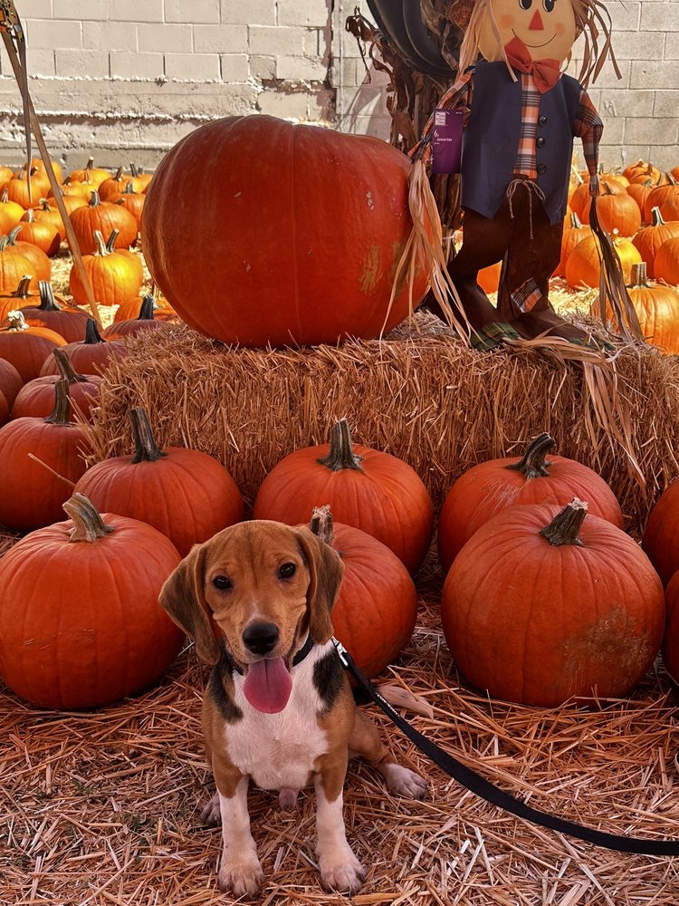 MR. JONES FARM Updated October 2024 146 Photos & 106 Reviews 3825