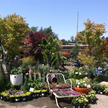 Orchard Nursery - This nursery is laid out like my dream backyard - Nurseries & Gardening Near Me - Lafayette, California Orchard Nursery - This nursery is laid out like my dream backyard - Nurseries & Gardening Near Me - Lafayette, California