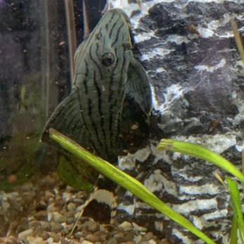 Top Hat Aquarium - Royal pleco - Aquarium Services Near Me - Miami, Florida