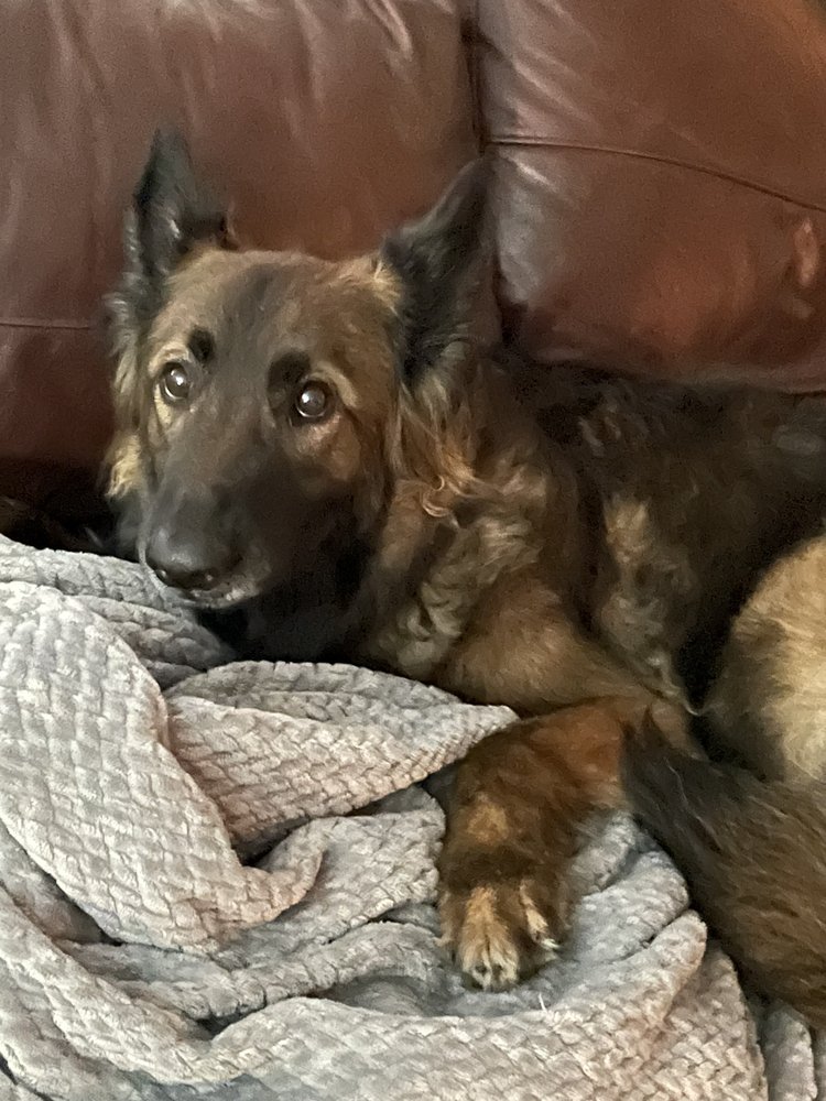 CHALQUEST KENNELS Updated August 2024 15 Photos & 10 Reviews 2525 Saint Brides Rd W