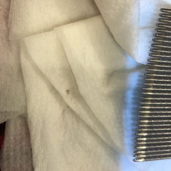 Comb It Out Lice Removal - More lice after found immediately after expensive combing. - Lice Services Near Me - Concord, California