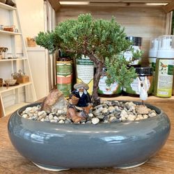 Lotus Herb & Teas - Bonsai available
