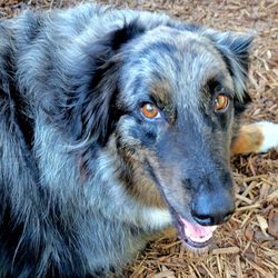 Willow Wine Cellars - Vineyard pup!