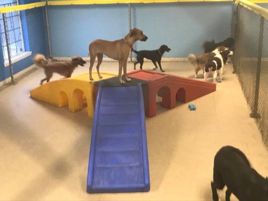 Pet Daycare - Happy Tails, Tired Pups, Big Smiles! - 🐾 Project Wag & Play 🐾
Daycare at Preppy Pet West Houston is all about safe fun, socialization, and happy tails! Under new ownership, we’ve designed structured playgroups, enrichment activities, and lots of love so every pup leaves tired, happy, and wagging.
