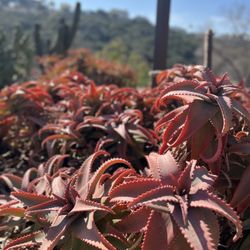 Rice Canyon Trail - Rice Canyon Park Trail