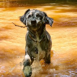 Olde Izaak Walton Park - This pup would rather fetch sticks in the creek than hang out in the doggy enclosed area.