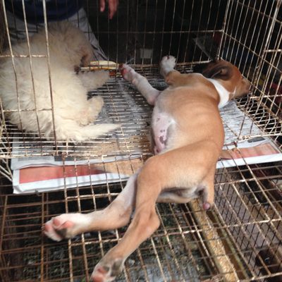 Mercado Lucas De Galvéz by null