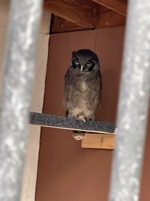 The Peregrine Fund's World Center For Birds of Prey by null