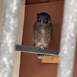 The Peregrine Fund's World Center for Birds of Prey