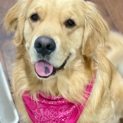 Gold Rush Goldens - My boy Winston from Princeton. As you can see, he is absolutely perfect in every way