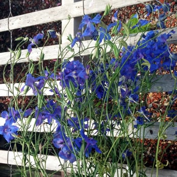 Olish's Farm - a bunch of blue flowers - Farmers Market Near Me - Eastport, New York Olish's Farm - a bunch of blue flowers - Farmers Market Near Me - Eastport, New York