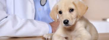 SUN CITY CENTER VETERINARY CLINIC - Updated September 2024 - 23 Photos & 16 Reviews - 1007 E Del