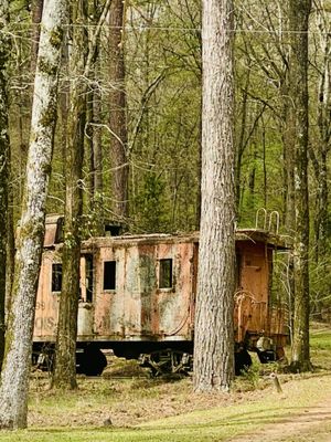 Mississippi Petrified Forest by null