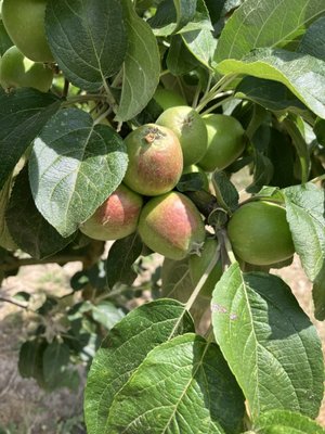 RAW Cider Company by null