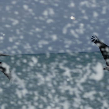 Ms. B. Haven Fishing & Eco Charters - A great shot of 2 brown pelicans shadowing the boat through the spray... - Fishing Near Me - Naples, Florida Ms. B. Haven Fishing & Eco Charters - A great shot of 2 brown pelicans shadowing the boat through the spray... - Fishing Near Me - Naples, Florida