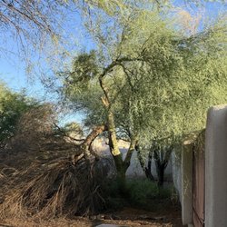 Affordable Yard And Tree Service - BEFORE - Storm Damaged Tree