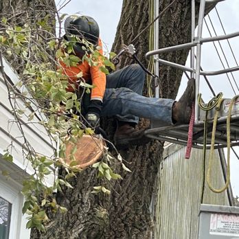 C Forest Tree Service - Climbing and removing - Tree Services Near Me