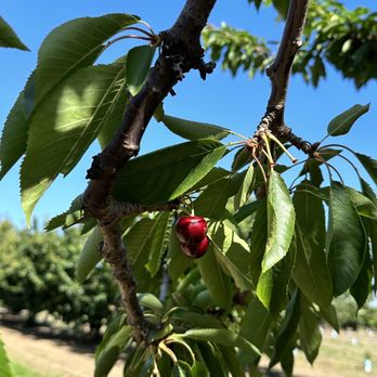 U Pick Orchards - Pick Your Own Farms Near Me - Gilroy, California U Pick Orchards - Pick Your Own Farms Near Me - Gilroy, California